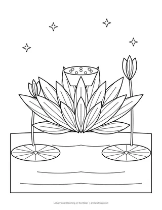 Lotus Flower Blooming on the Water