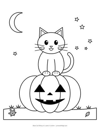 Black Cat Sitting on a Jack-o'-Lantern