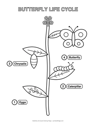 Butterfly Life Cycle Coloring Page