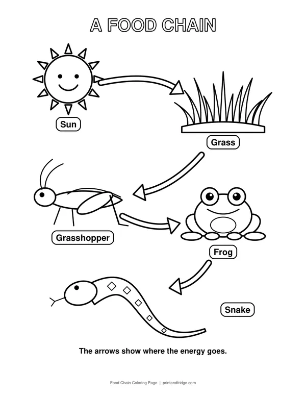 Food Chain Coloring Page printable coloring page