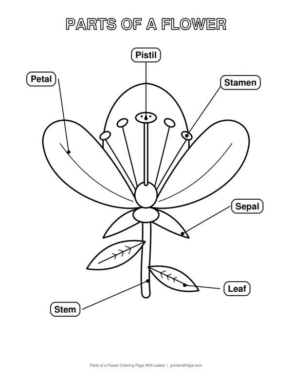 Parts of a Flower Coloring Page With Labels printable coloring page