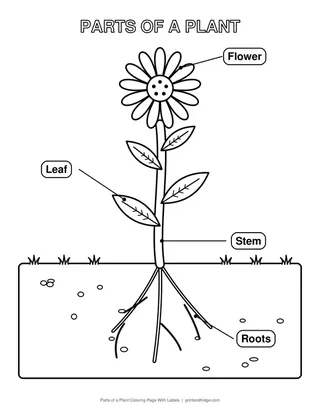 Parts of a Plant Coloring Page With Labels