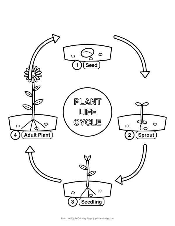 Plant Life Cycle Coloring Page printable coloring page