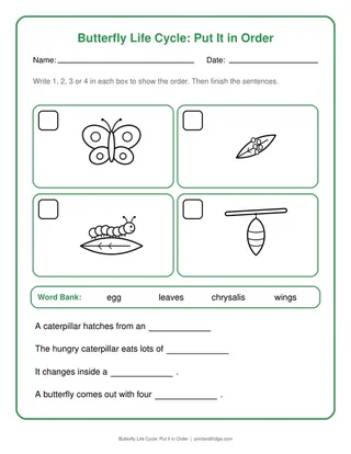 Butterfly Life Cycle: Put It in Order