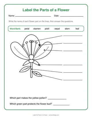 Label the Parts of a Flower